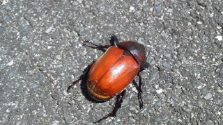 生まれたてほやほや。