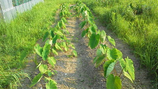 夏の定番・・・草取り。