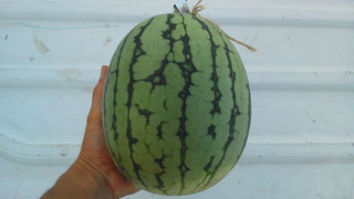 でっかくなりすぎたぁ～。