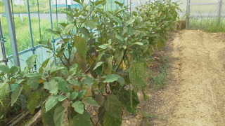 秋茄子に備えます。