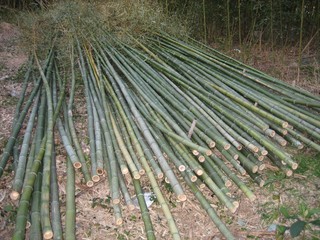 うなぎの寝床