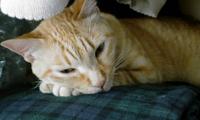 気ままな猫日記
