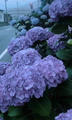 朝の一枚。。。