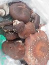 菌に浮かれる家族達。。。