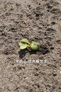 芽が出ましたー。