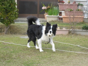 悦楽犬