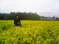 桶ヶ谷沼の菜の花♪