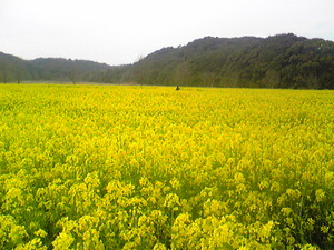 桶ヶ谷沼の菜の花♪