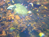 海遊館 2009/08/25 00:05:00