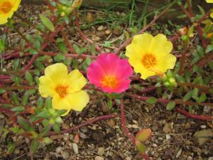 黄色のポーチュラカの中にピンクの花が！！