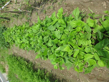 農園の野菜たちのその後