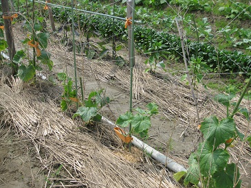 農園の野菜たちのその後