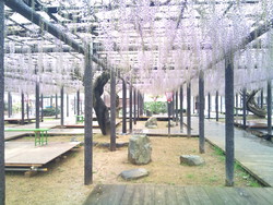 第3回　行興寺（池田・熊野の長藤まつり）