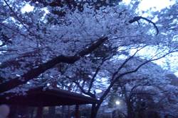 つつじ公園の桜❤