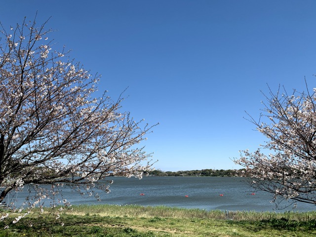 リビングからのレイクビュー【セキュレア佐鳴湖公園南Ⅱ】