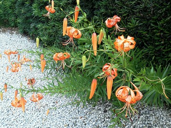 咲くのは何の為。