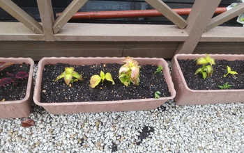 植えてみました。