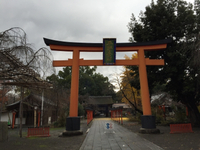 京都紅葉狩り 平野神社