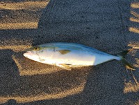 渋めの魚信 2020/12/21 11:33:36