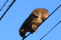 熱海にいた猿 2014/12/28 11:27:51