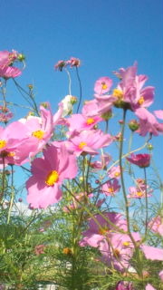 ☆　登園　☆ 2011/10/28 09:39:36