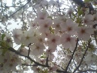 満開の桜たち！