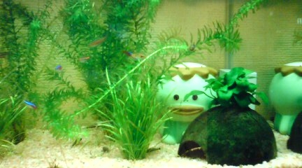 お魚とその仲間たち