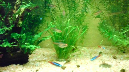 お魚とその仲間たち