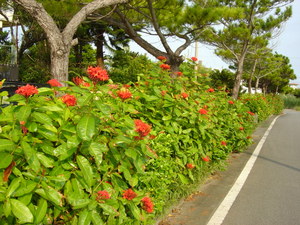 伊良部島