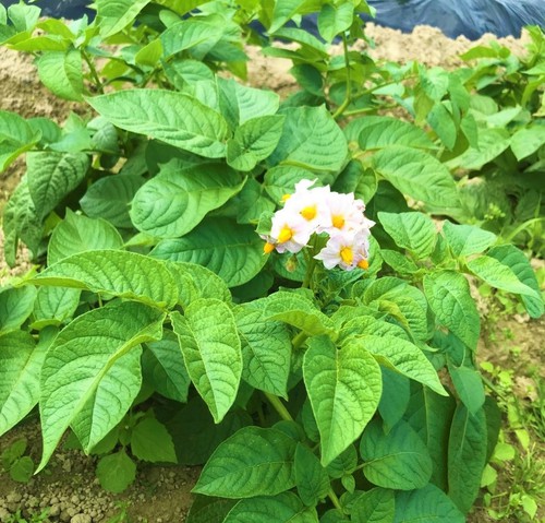 じゃがいもの花が咲きました♪　～成長記録②～