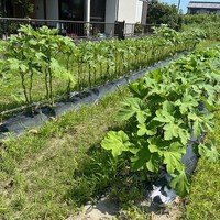 オクラ販売中です！！