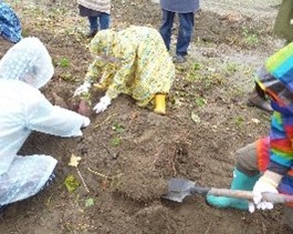 園児が芋ほり体験に来てくれました♪