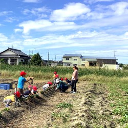 芋掘り体験を行いました②