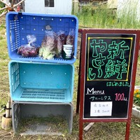 サニーレタス・紫玉ねぎ販売開始！！
