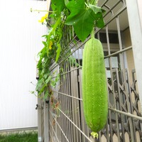 ヘチマの実がなりました! 2024/09/28 13:56:56