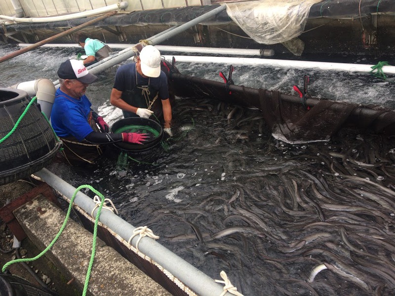うなぎを養殖する浜松の名店 「うなぎ浜名湖や」さんに行ってきました！