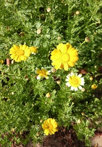春菊の花が咲きました