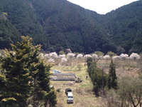 古民家とお花見 2012/04/11 09:38:33