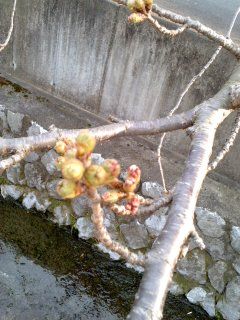 桜のつぼみ
