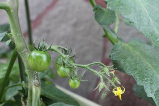野菜君も成長中。