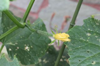 野菜君も成長中。