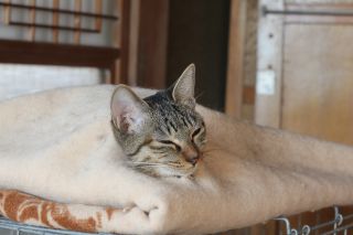 猫さんたちも・・・元気です。