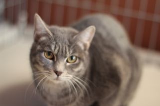 猫さんたちも・・・元気です。
