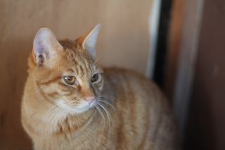 猫さんたちも・・・元気です。