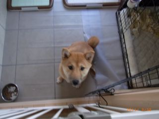 ボーイフレンド来る！