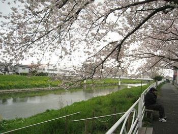 曇天模様の桜