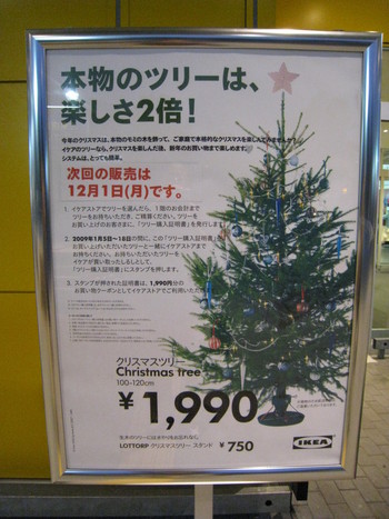 クリスマスツリーがやってきた
