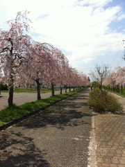 東北の桜