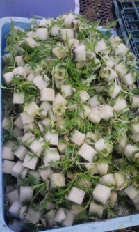 い、いかんその? 2009/01/09 17:18:25