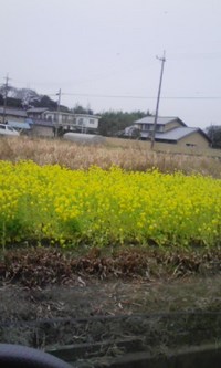 路傍の花 2009/02/03 21:13:13